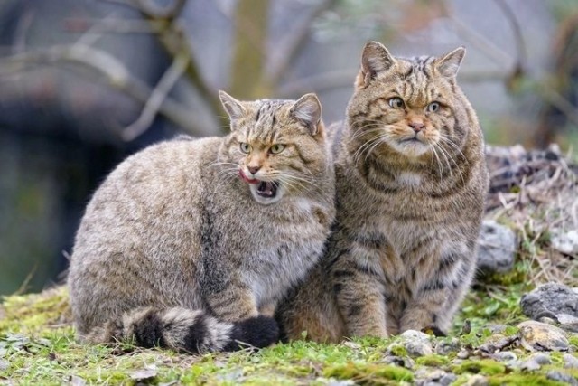 Муж да жена - два лесных котана