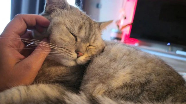 Почему кошка спит с человеком: 3 основные причины и важные моменты, о которых следует знать