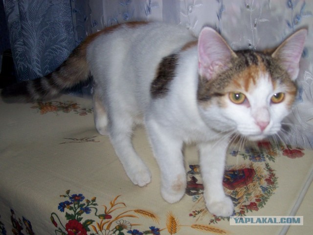 Котовторник!