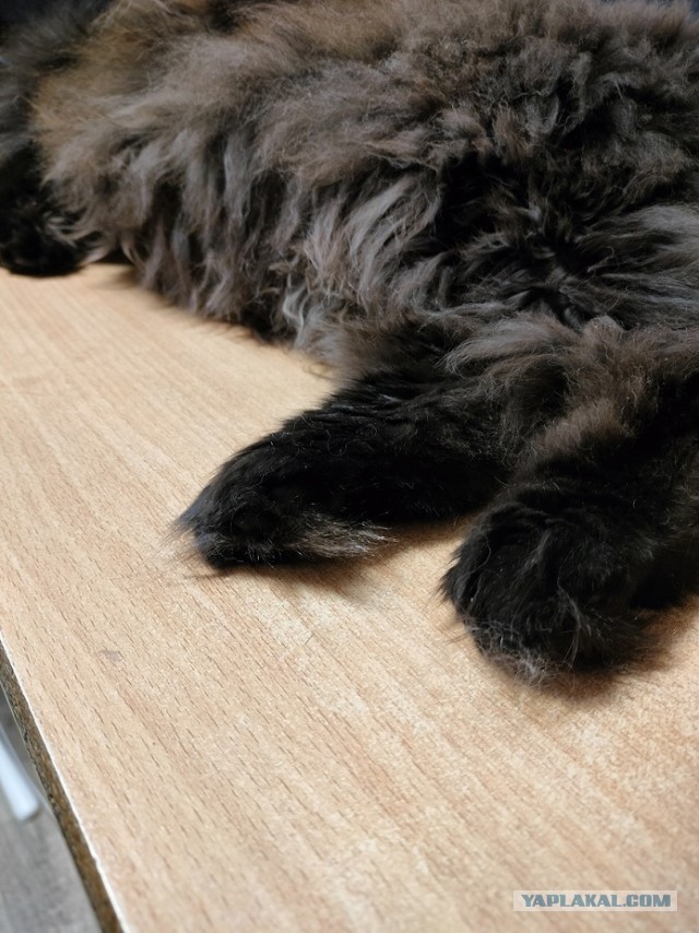 Котовторник же!