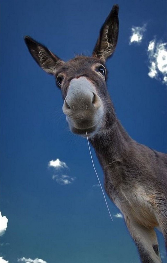 ФотоВинегрет