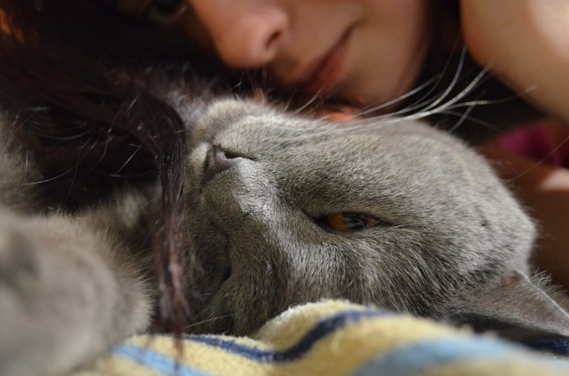 КотоЯрость