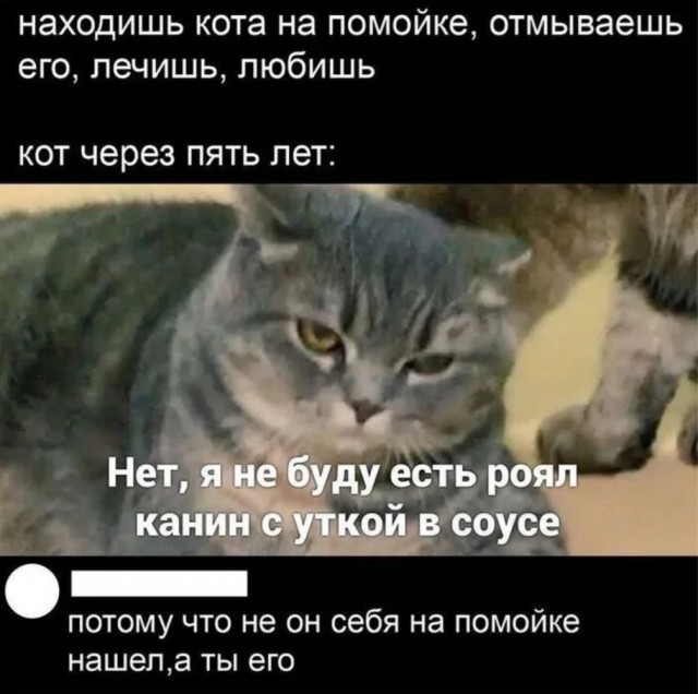 Пошла гулять с собакой, принесла домой трёхцветку