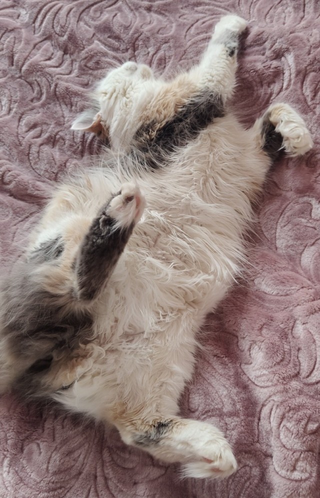 К котовторнику