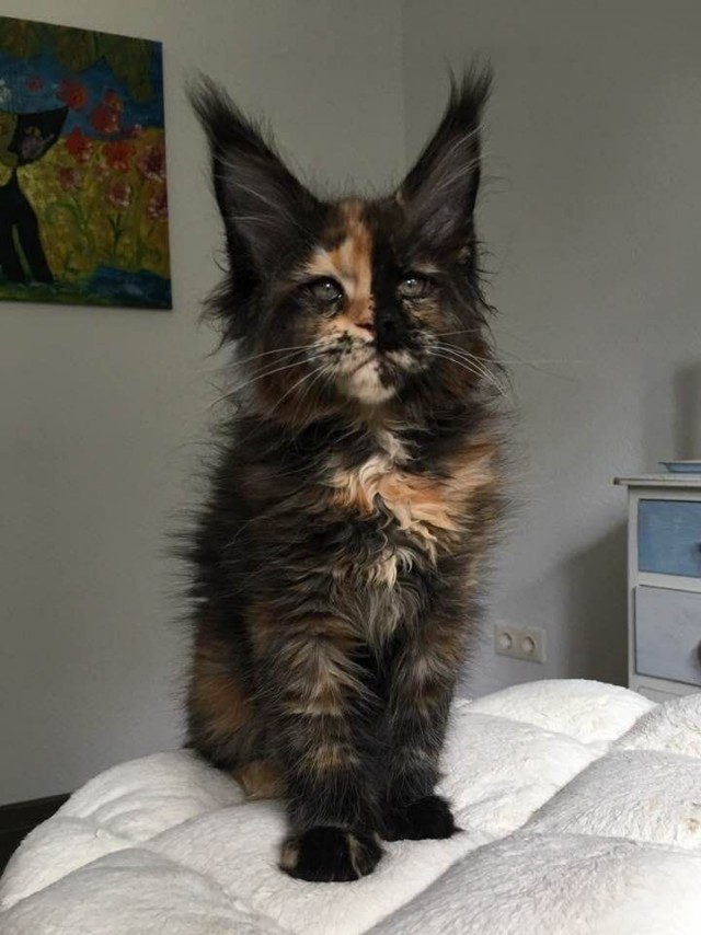 Котовторник! Успел!)