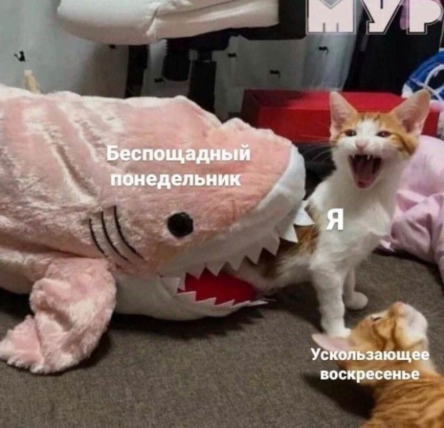 Веселые картинки во вторнег (06.05)