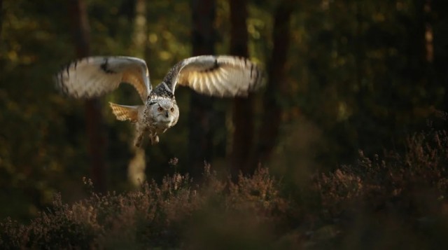 Новый аэрогель снизил шум автомобильного двигателя на 58% Бесшумный полет сов подсказал химикам технологию шумоподавления