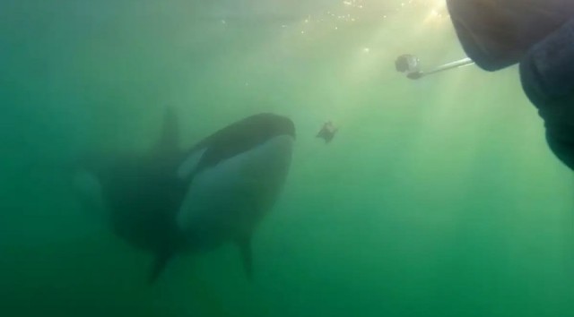 Косатки-альтруисты поделились добычей с людьми