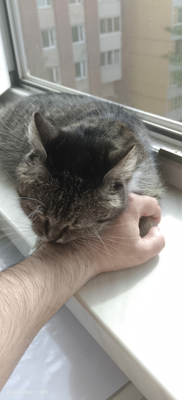 Целовала другого кота