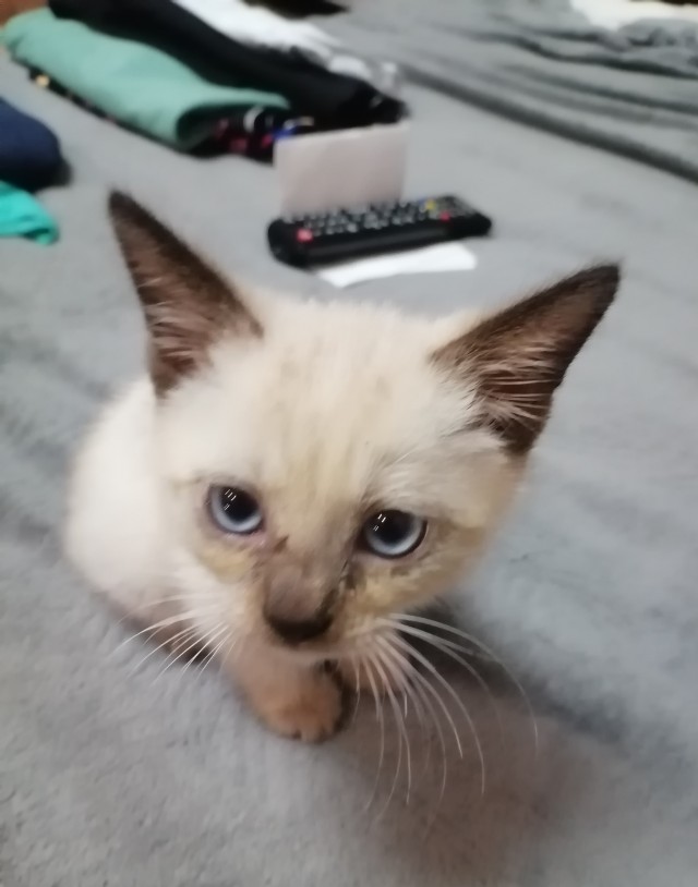 С котовторником!