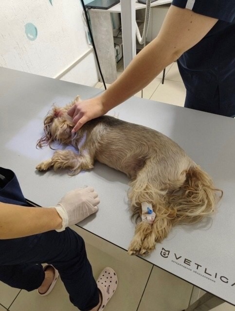 В Крыму подросток камнем разбил голову йоркширскому терьеру