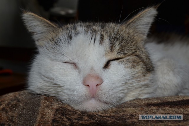 Спасение Котенка