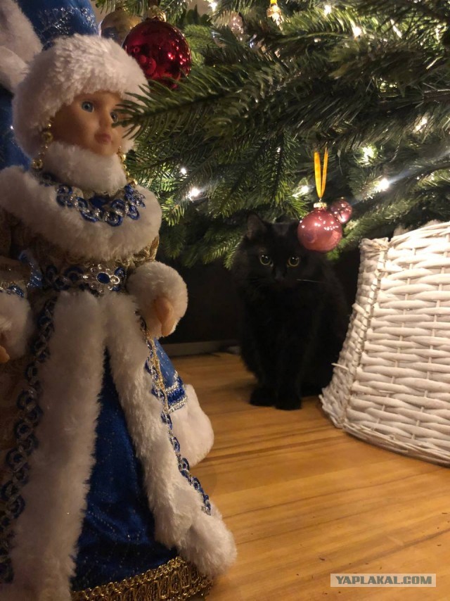 Котовторник же!