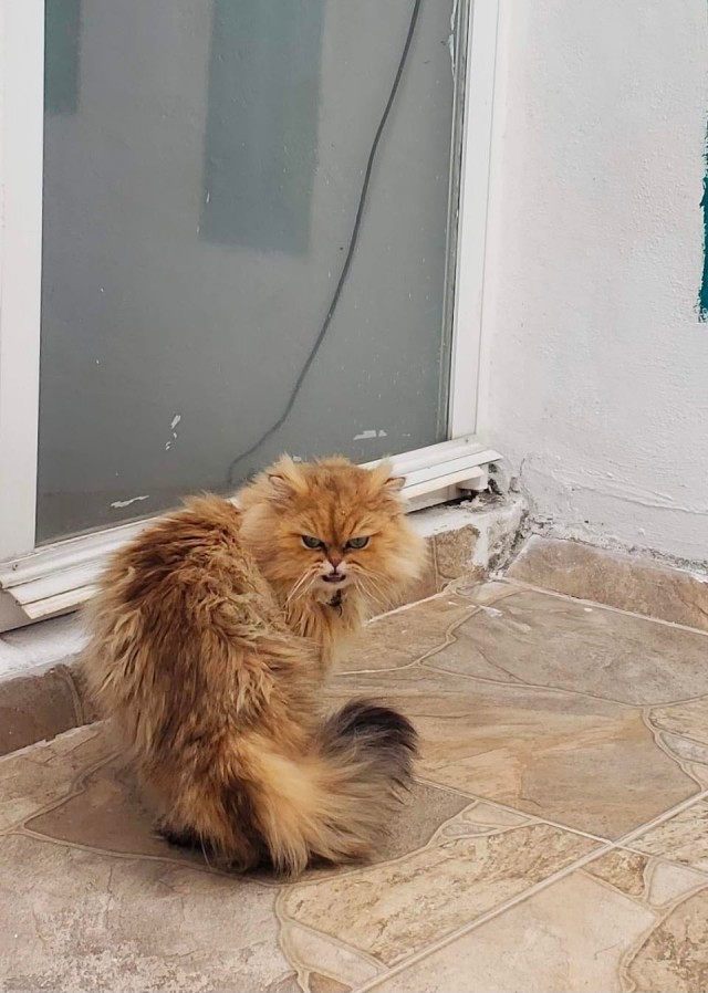 Домашний кот побывал на улице