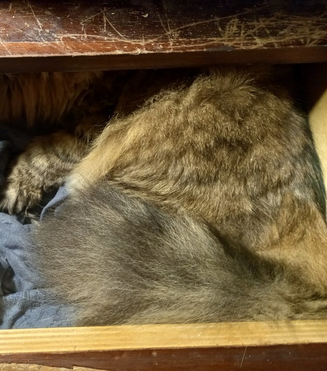 С котовторником!
