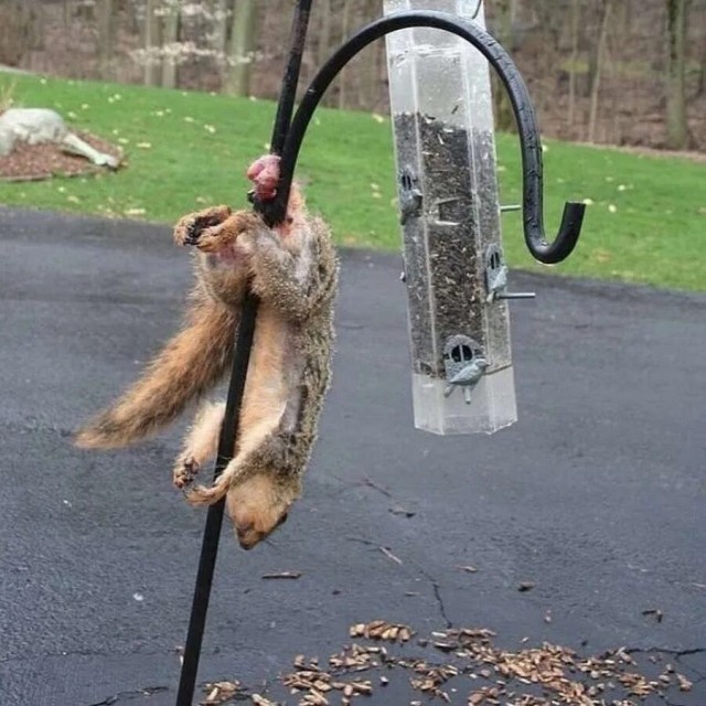 Скутер для подъема по стволу дерева