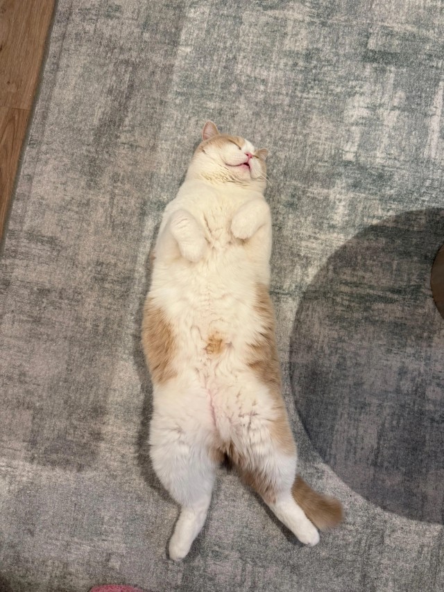 Рандомных фото котов тред