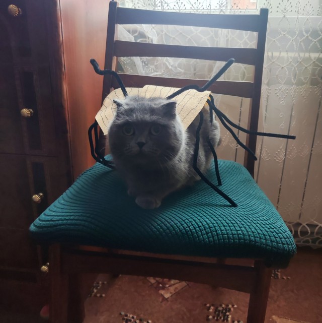Принимайте в ряды вислоухих