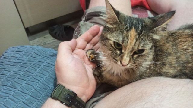 Котовторник: моя инвалидка-2