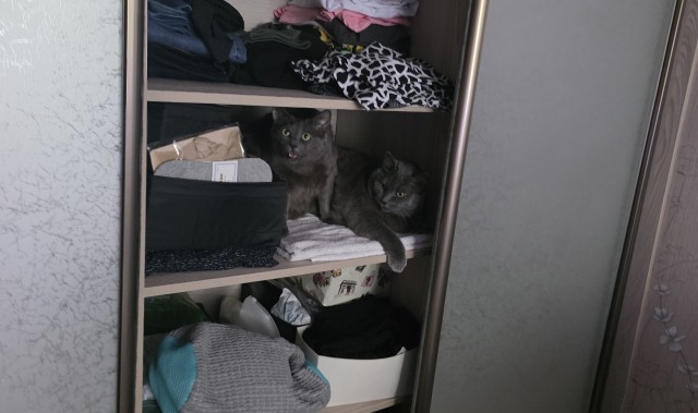 Привет, котовторник!