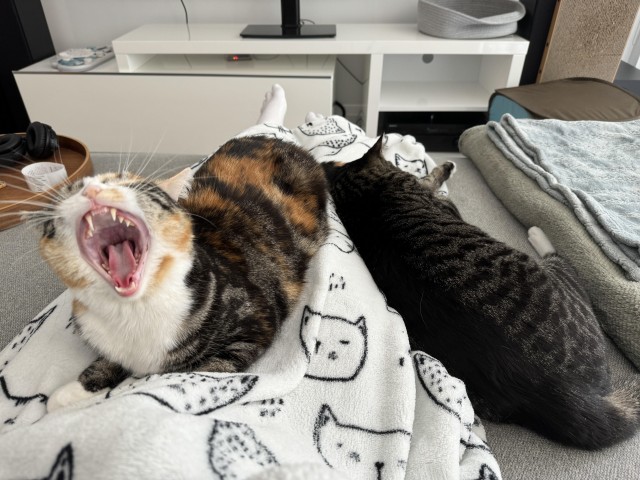 Кошкина зевота