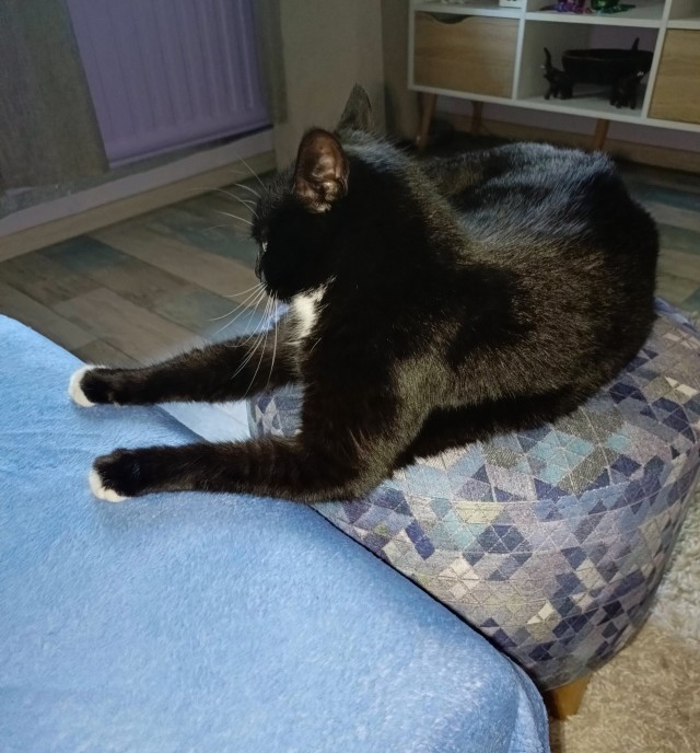 Котовторник