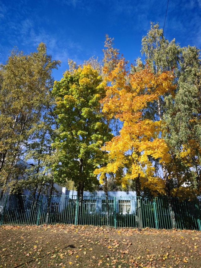 Сладкий клён, и вот почему⁠⁠