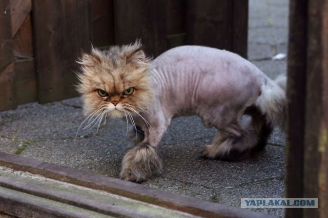 Подстригли кота