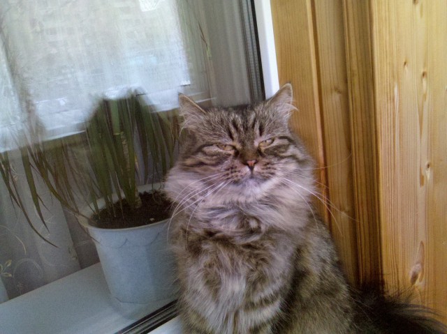 Котовторник  25.03.2014