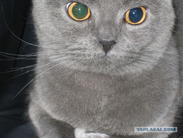 Котовторник   15.04.2014