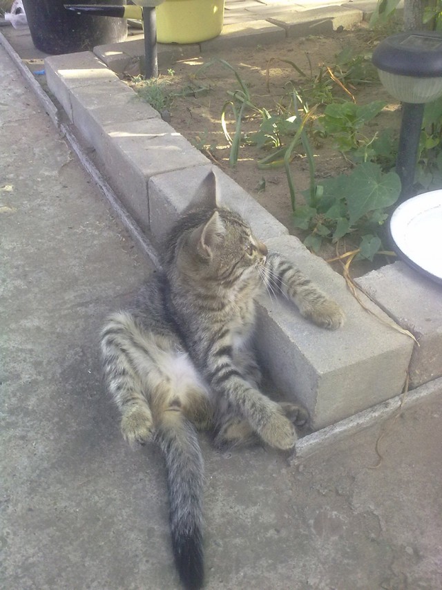 Котовторник   15.04.2014