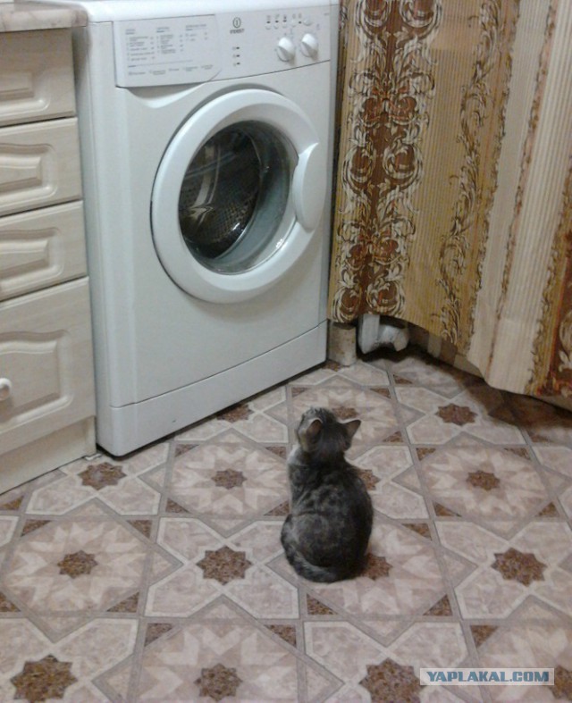 С Котовторником!