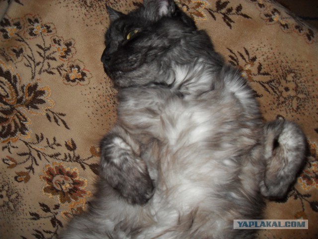 Котовторник  08.07.2014