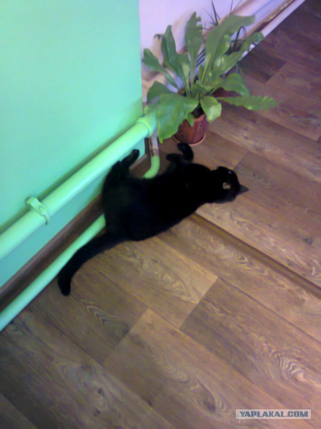 Котовторник 30.09.2014