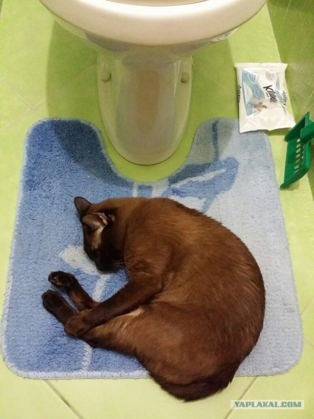Котовторник 23.12.2014