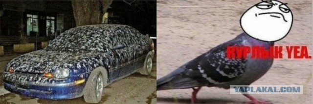 Гроссмейстер Путин опять уделал пятую колонну!