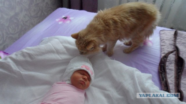 Озадаченный кот не знает