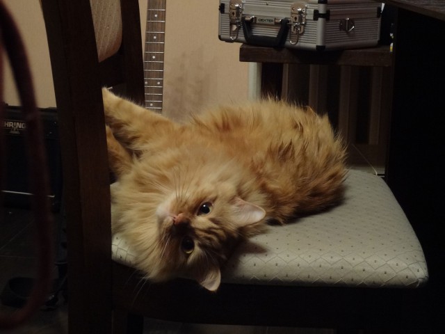 Котовторник 5.05.2015.