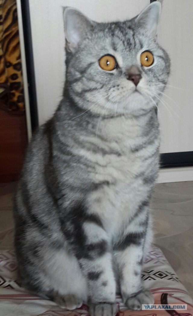 Котовторник 12.05.2015