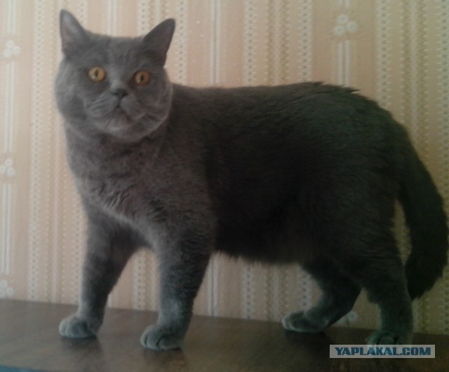 Котовторник наступил!:)