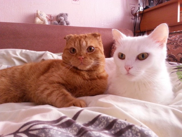 Котовторник 29-09-2015,