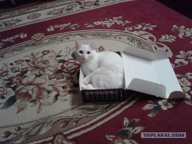 Котовторник 01.12.2015