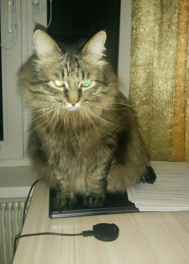 "Я ненавижу домашних животных!"