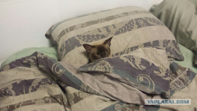 Котовторник 26.01.2016