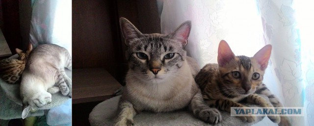 Котовторник 26.01.2016