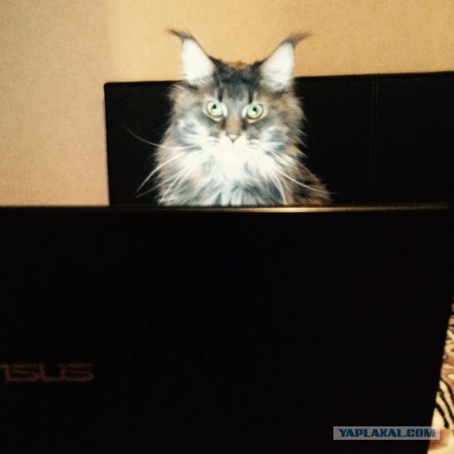 Мейн-куны  настолько  суровы...