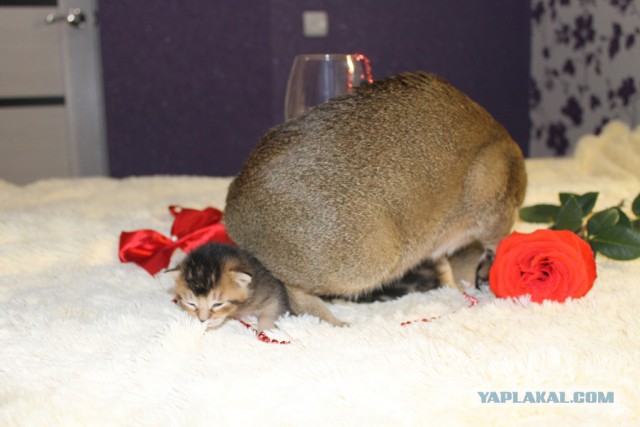 Котовторник 16.02.16