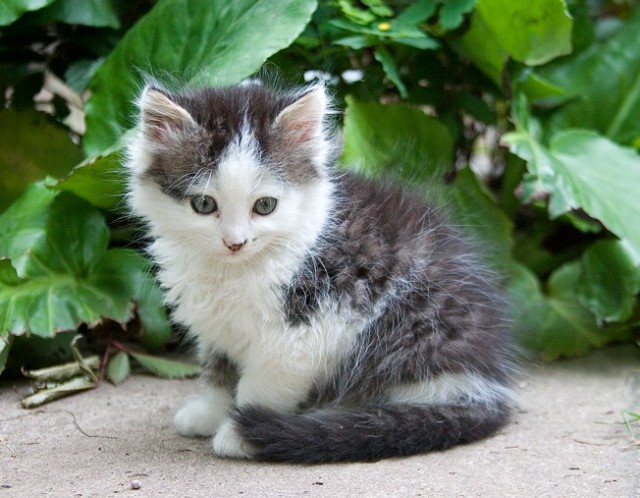 Коты, кошки, котята