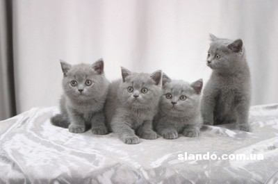 Кошки