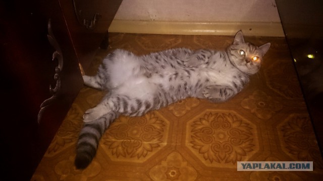 Котовторник 09.08.2016